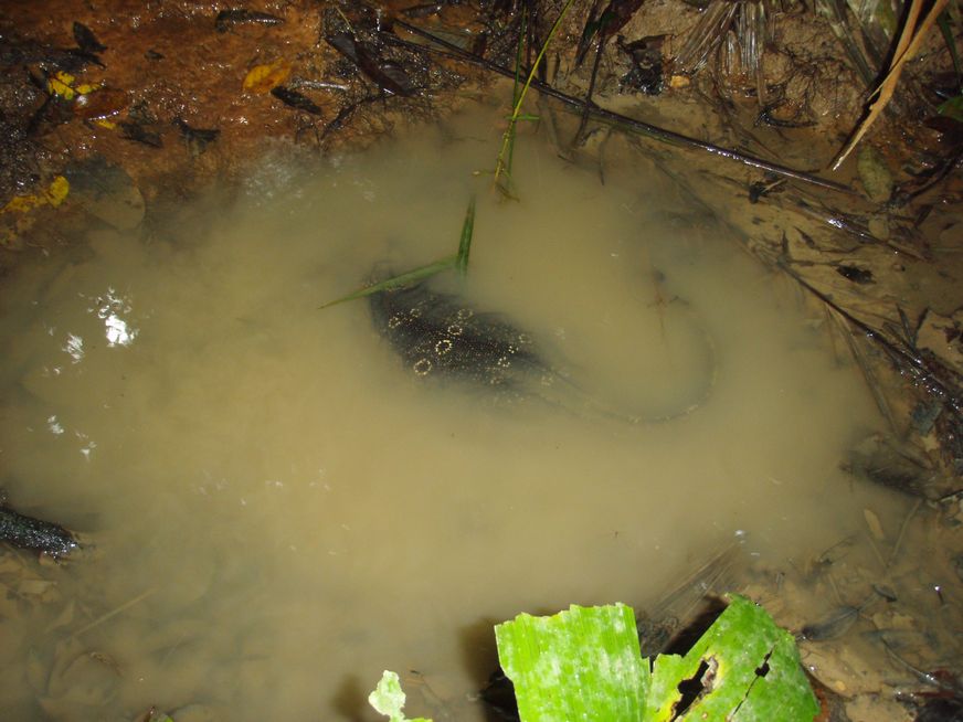 Cryptelytrops purpureomaculatus